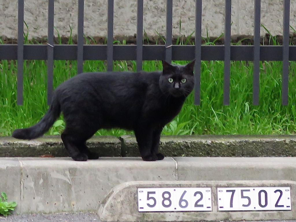 f:id:tcho5397:20160410180845j:plain