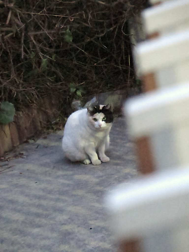 f:id:tcho5397:20160410183630j:plain