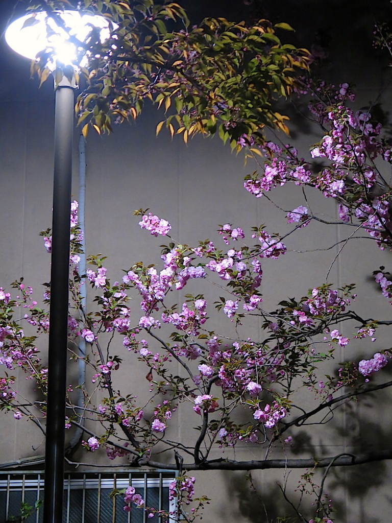 f:id:tcho5397:20160410190859j:plain