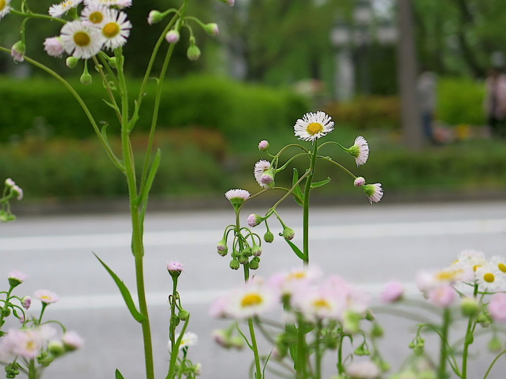 f:id:tcho5397:20160424134156j:plain f:id:tcho5397:20160424134156j:plain