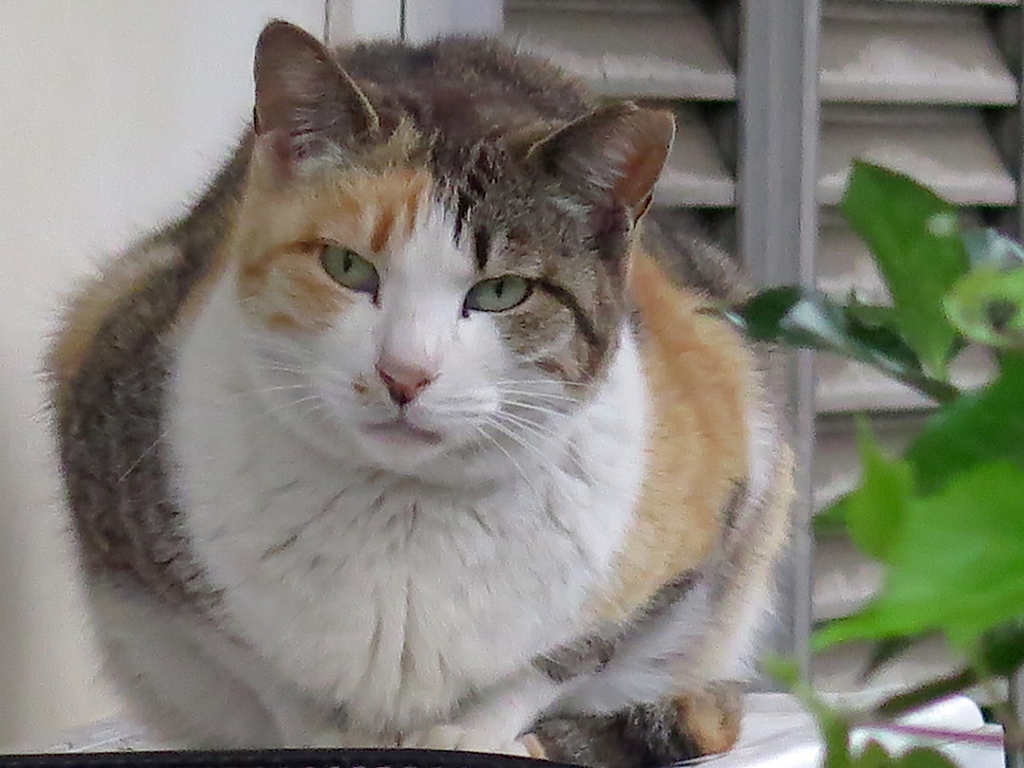 f:id:tcho5397:20160424172758j:plain f:id:tcho5397:20160424172758j:plain