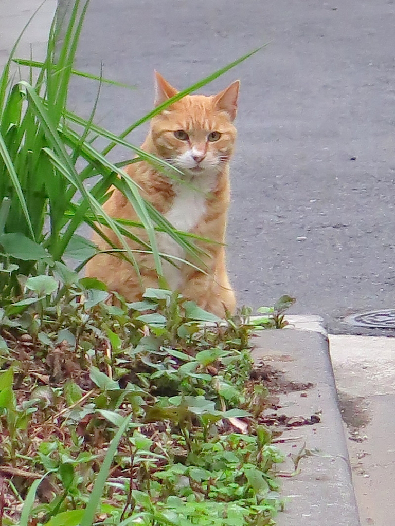 f:id:tcho5397:20160424180254j:plain f:id:tcho5397:20160424180254j:plain