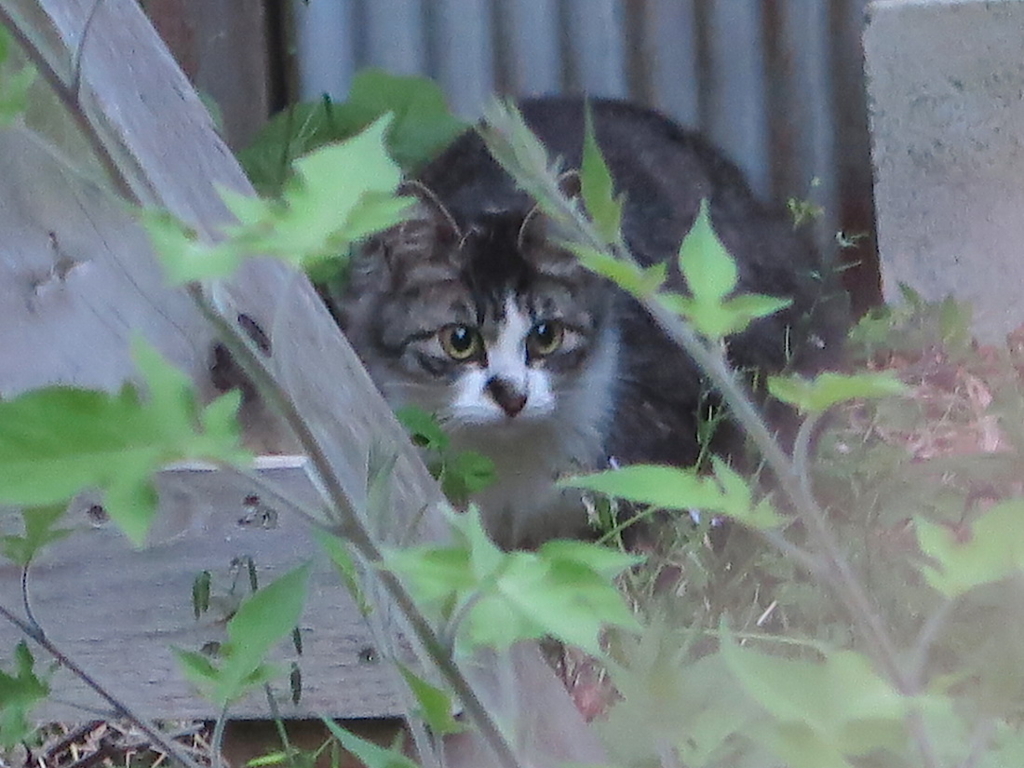 f:id:tcho5397:20160424182826j:plain f:id:tcho5397:20160424182826j:plain