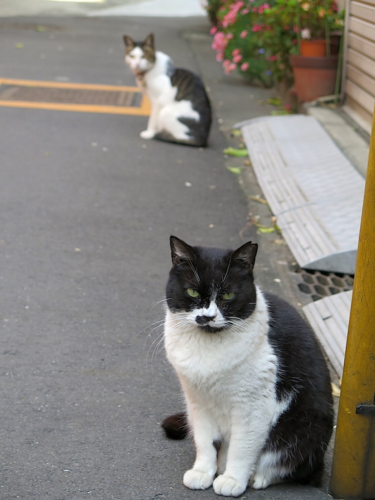 f:id:tcho5397:20160501104640j:plain