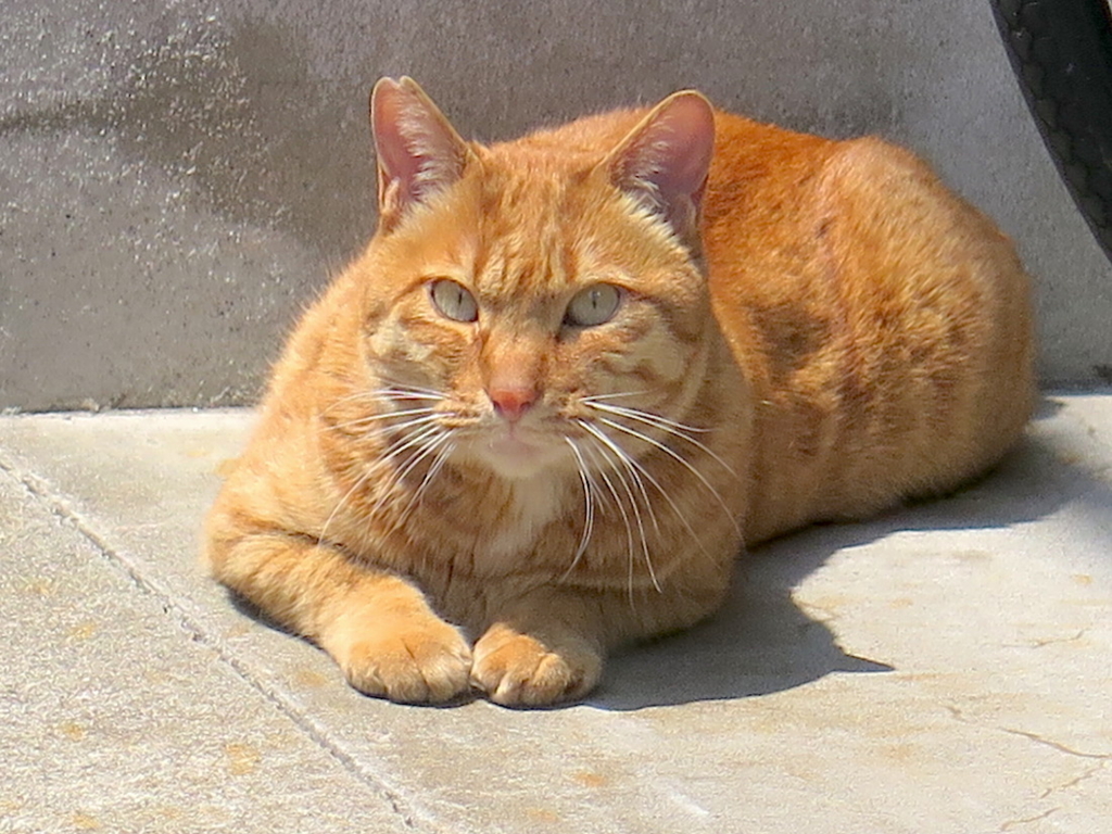 f:id:tcho5397:20160501113522j:plain