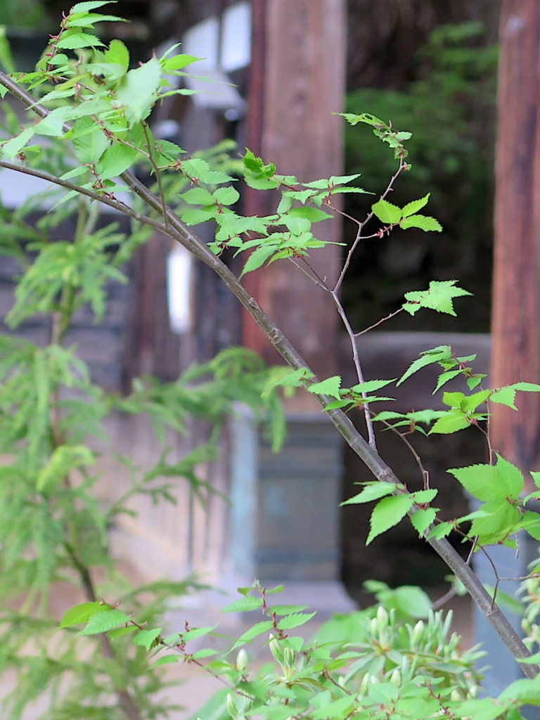 f:id:tcho5397:20160503175601j:plain