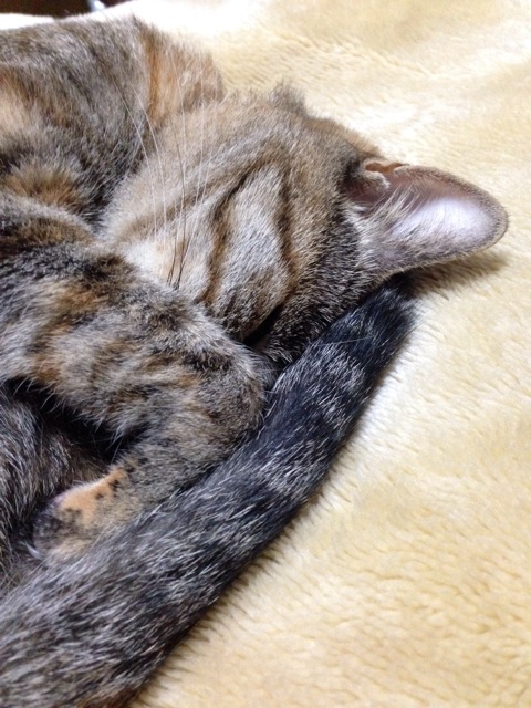 f:id:te_mi:20141026100309j:plain f:id:te_mi:20141026100309j:plain