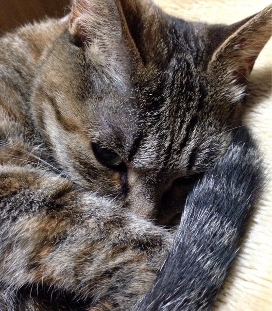 f:id:te_mi:20141026100337j:plain f:id:te_mi:20141026100337j:plain