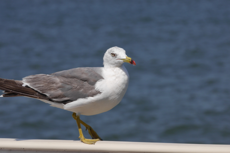 f:id:tefutehu:20140807140100j:plain