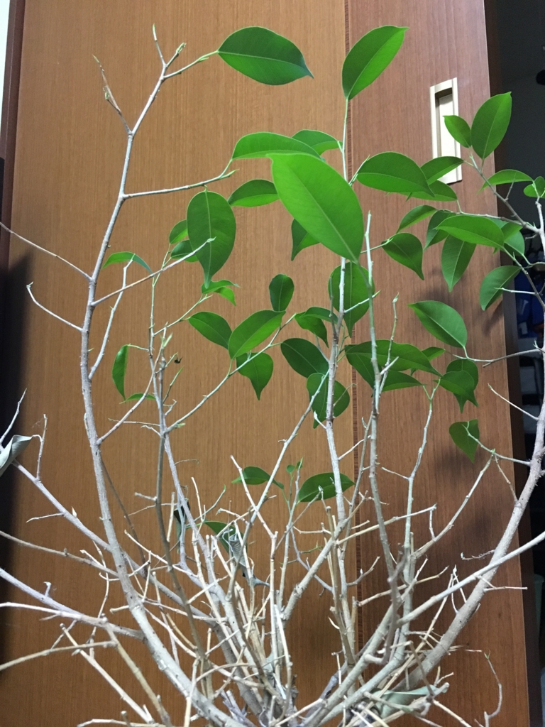 f:id:tegakimojiya:20151031214306j:plain f:id:tegakimojiya:20151031214306j:plain