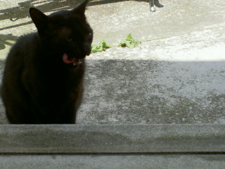 f:id:tegecat:20030102174704j:image f:id:tegecat:20030102174704j:image