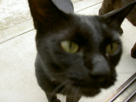 f:id:tegecat:20080705093904j:image
