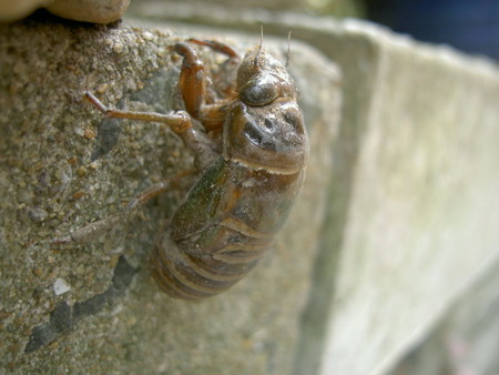 f:id:tegecat:20080716104345j:image f:id:tegecat:20080716104345j:image