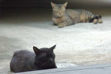 f:id:tegecat:20090509215807j:image f:id:tegecat:20090509215807j:image