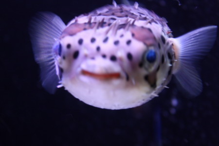 f:id:tegecat:20100422114325j:image f:id:tegecat:20100422114325j:image