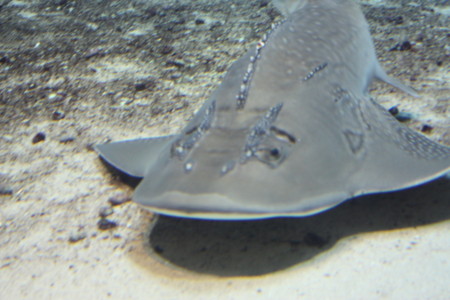 f:id:tegecat:20100422121110j:image