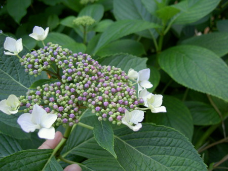 f:id:tegecat:20100530170635j:image f:id:tegecat:20100530170635j:image