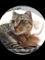 f:id:teihendebusu:20160511211818j:plain f:id:teihendebusu:20160511211818j:plain