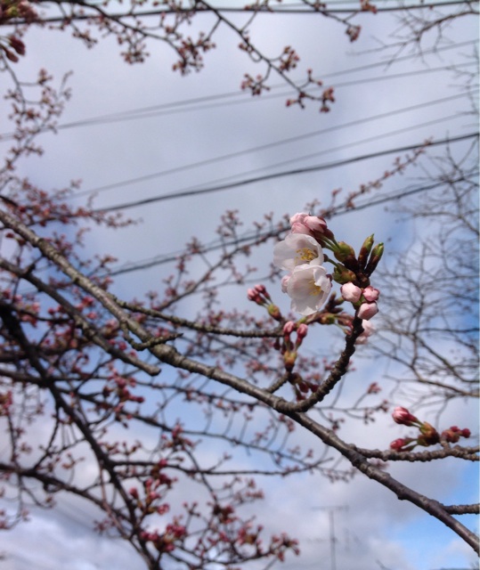 f:id:tender-higashikoyodai:20150406102916j:plain f:id:tender-higashikoyodai:20150406102916j:plain
