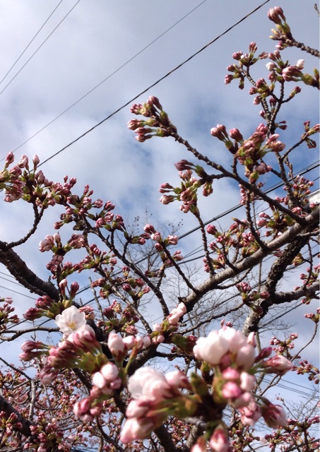 f:id:tender-higashikoyodai:20150406102932j:plain f:id:tender-higashikoyodai:20150406102932j:plain
