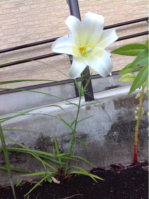 f:id:tender-higashikoyodai:20151001175429j:plain f:id:tender-higashikoyodai:20151001175429j:plain