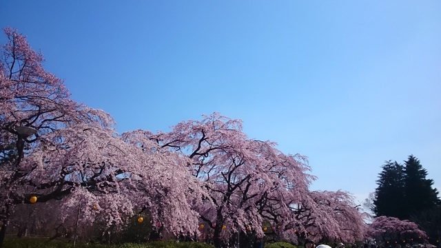 f:id:tender-higashikoyodai:20160411215712j:plain f:id:tender-higashikoyodai:20160411215712j:plain