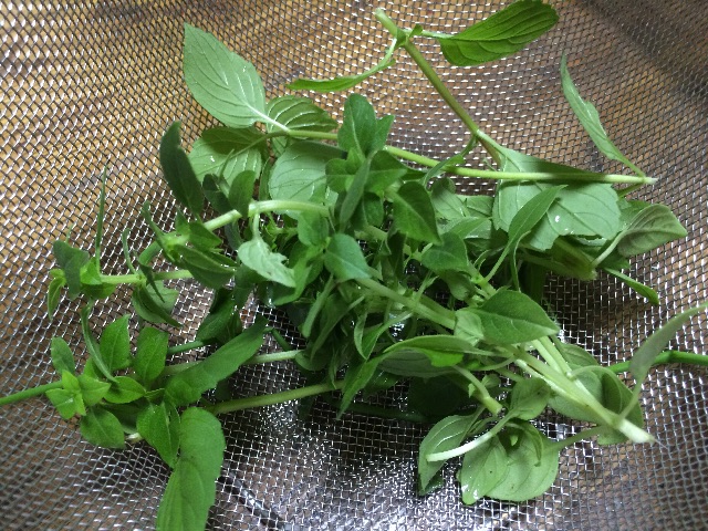 f:id:tenkochaniine:20150717070223j:image f:id:tenkochaniine:20150717070223j:image