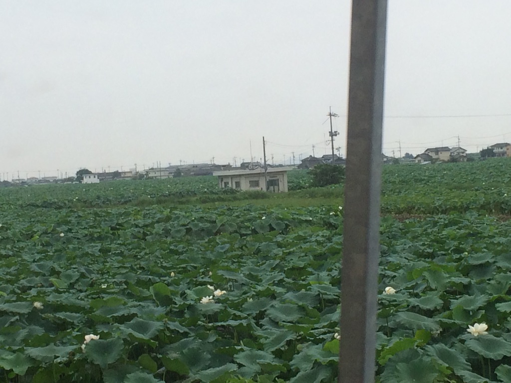 f:id:tenkochaniine:20150821111838j:image f:id:tenkochaniine:20150821111838j:image