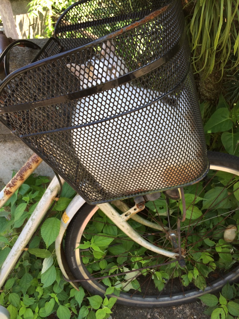 f:id:tenkochaniine:20150823204920j:image f:id:tenkochaniine:20150823204920j:image