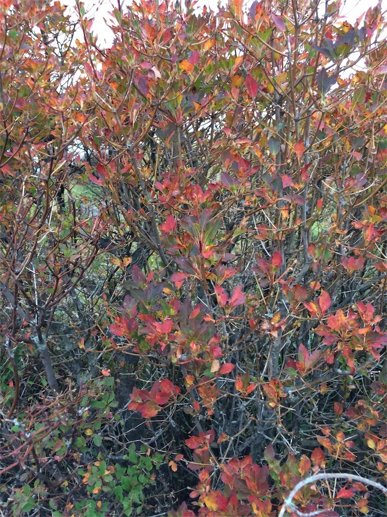f:id:tenkochaniine:20151012141123j:image f:id:tenkochaniine:20151012141123j:image