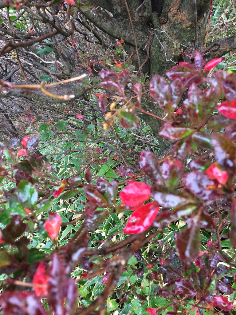 f:id:tenkochaniine:20151012141309j:image f:id:tenkochaniine:20151012141309j:image