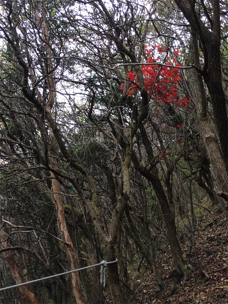 f:id:tenkochaniine:20151012141357j:image f:id:tenkochaniine:20151012141357j:image