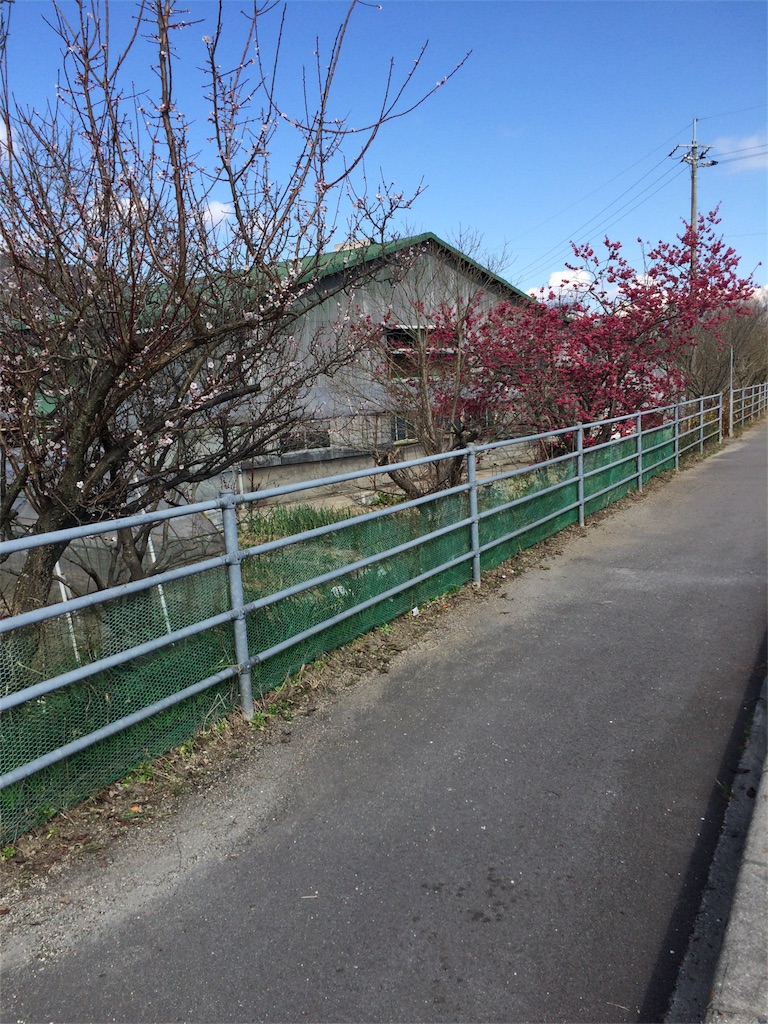 f:id:tenkochaniine:20160312101654j:image f:id:tenkochaniine:20160312101654j:image