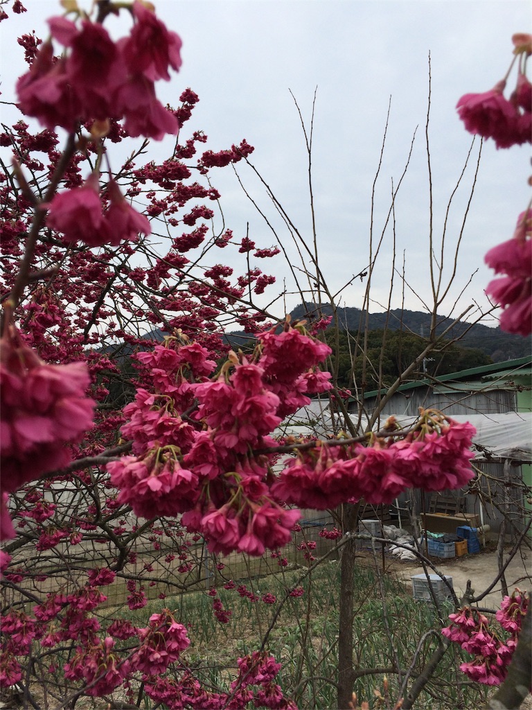 f:id:tenkochaniine:20160313125656j:image f:id:tenkochaniine:20160313125656j:image