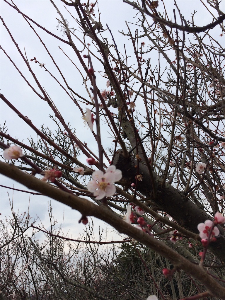 f:id:tenkochaniine:20160313125841j:image f:id:tenkochaniine:20160313125841j:image