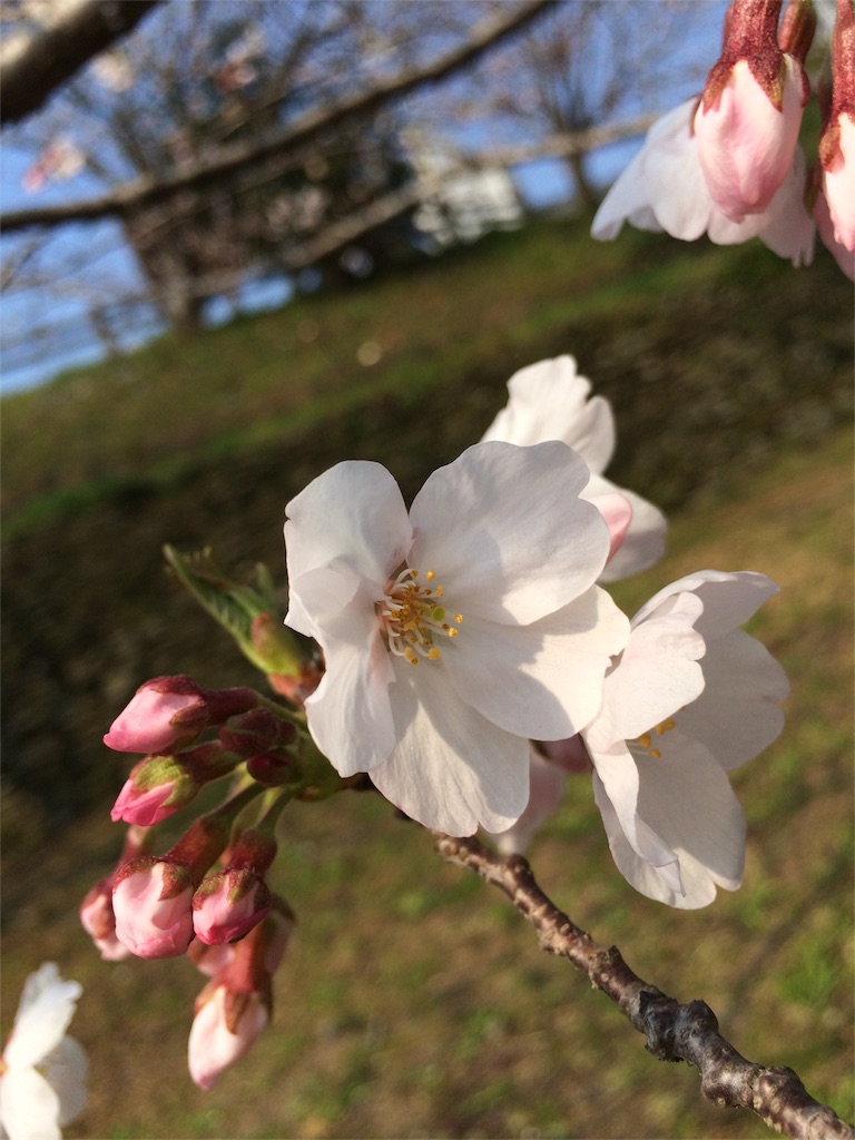 f:id:tenkochaniine:20160402222336j:image f:id:tenkochaniine:20160402222336j:image