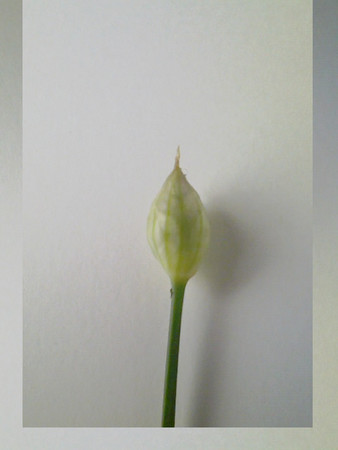 f:id:tenman:20080722200930j:image:w400 f:id:tenman:20080722200930j:image:w400