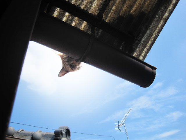 f:id:tennendojo:20110929233808j:image f:id:tennendojo:20110929233808j:image