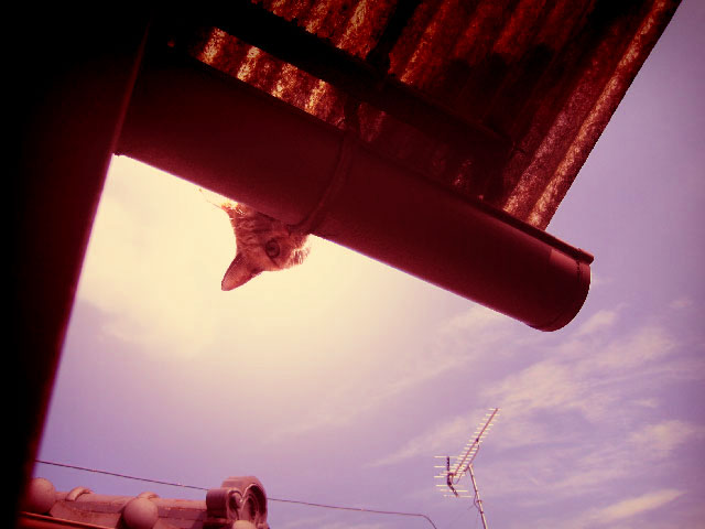 f:id:tennendojo:20110929233809j:image f:id:tennendojo:20110929233809j:image