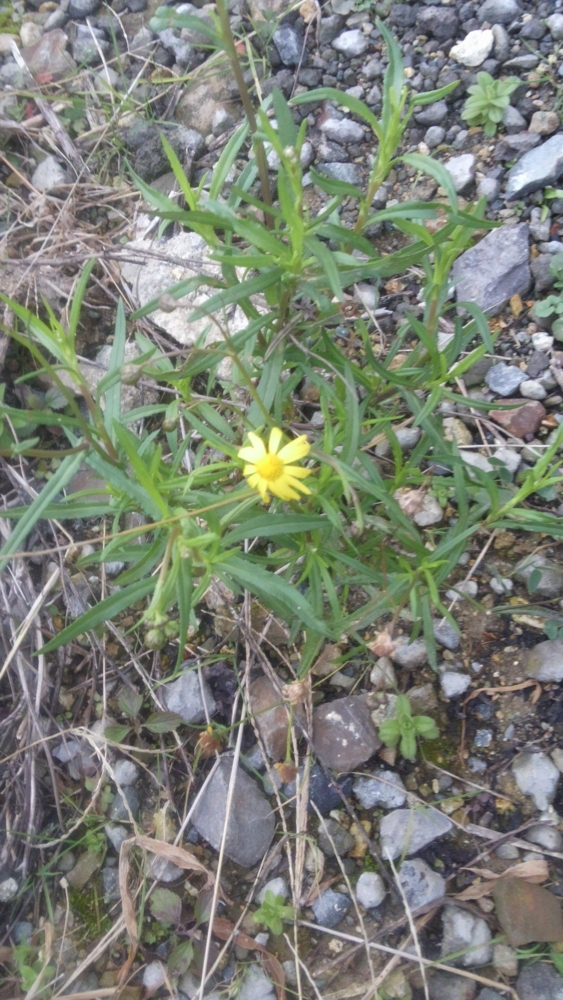 f:id:tenpurusan:20150311123013j:plain f:id:tenpurusan:20150311123013j:plain