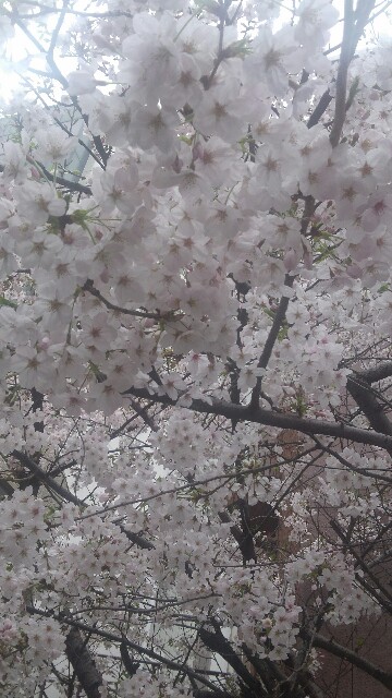 f:id:tenpurusan:20150401082337j:plain f:id:tenpurusan:20150401082337j:plain