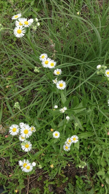 f:id:tenpurusan:20150705233107j:plain f:id:tenpurusan:20150705233107j:plain