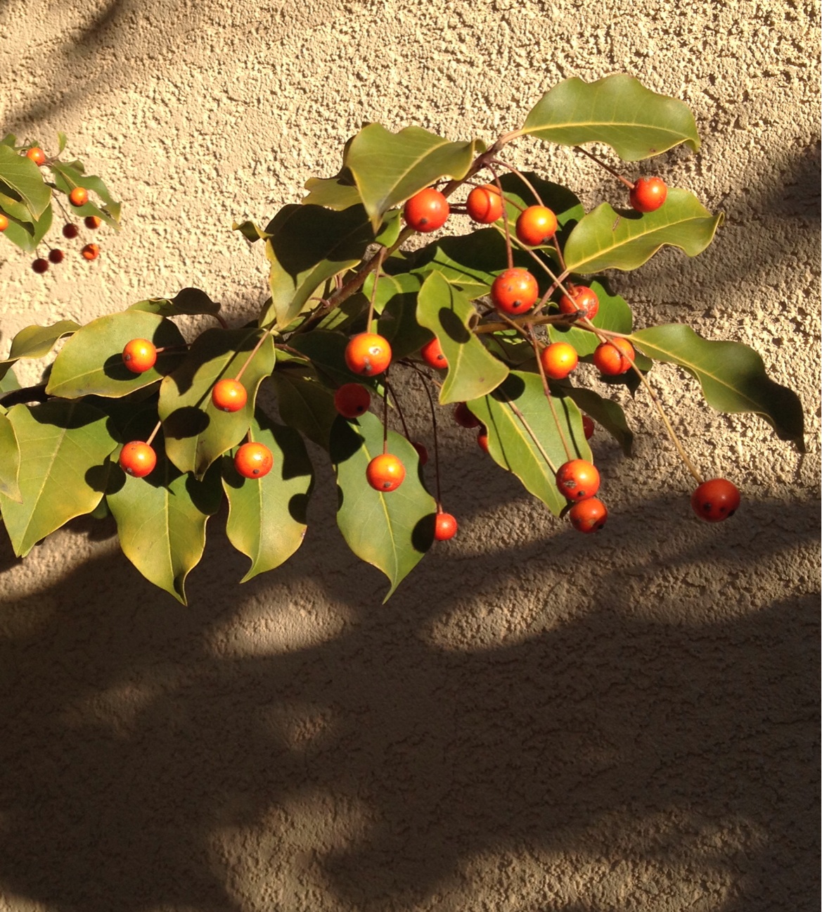 f:id:teruhanomori:20141224070455j:plain f:id:teruhanomori:20141224070455j:plain