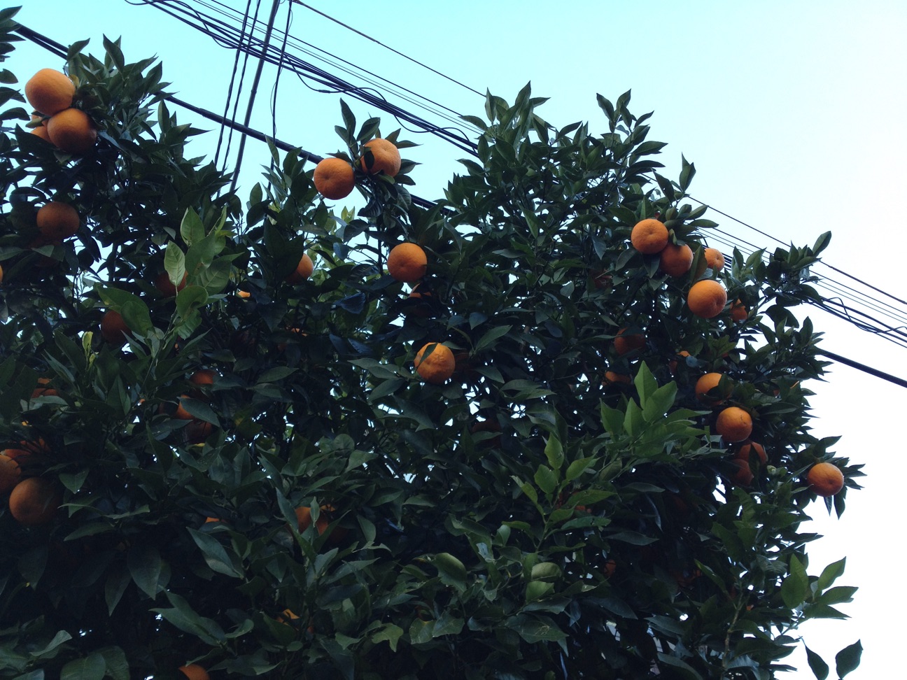 f:id:teruhanomori:20150114072536j:plain f:id:teruhanomori:20150114072536j:plain