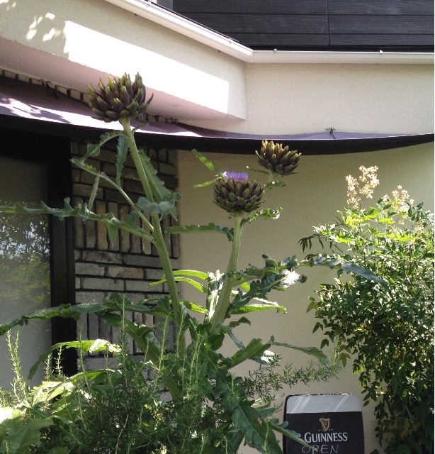 f:id:teruhanomori:20150607130256j:image f:id:teruhanomori:20150607130256j:image
