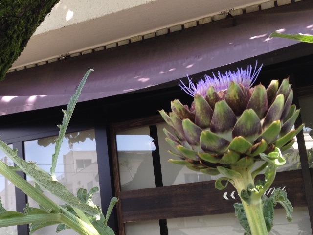 f:id:teruhanomori:20150607130335j:image f:id:teruhanomori:20150607130335j:image