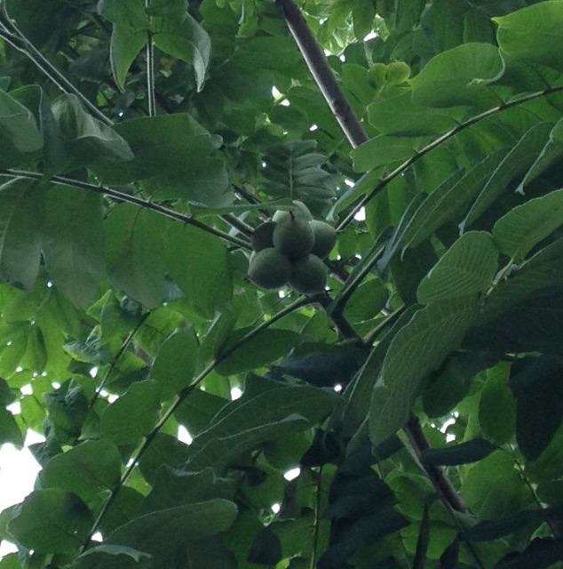 f:id:teruhanomori:20150622040221j:image f:id:teruhanomori:20150622040221j:image