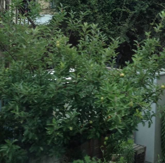 f:id:teruhanomori:20150626193338j:image f:id:teruhanomori:20150626193338j:image