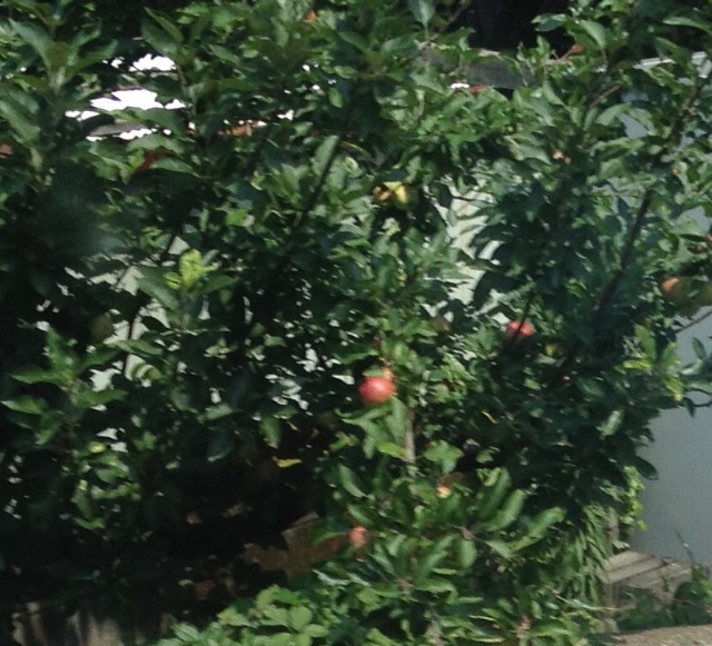 f:id:teruhanomori:20150712182724j:image f:id:teruhanomori:20150712182724j:image