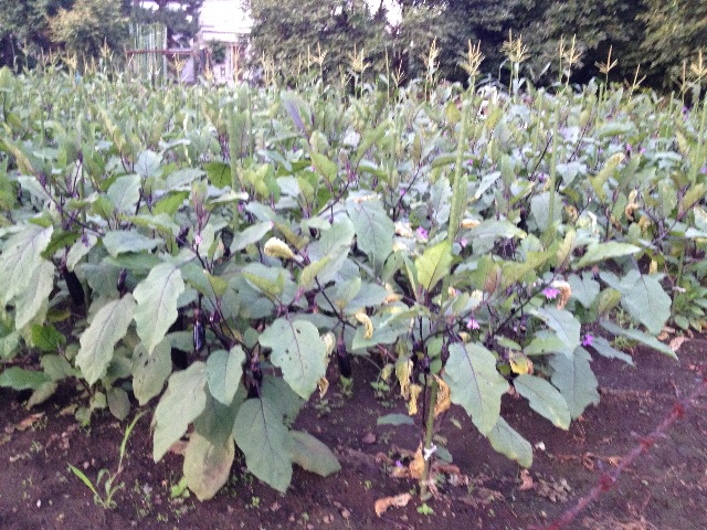 f:id:teruhanomori:20150713044317j:image f:id:teruhanomori:20150713044317j:image